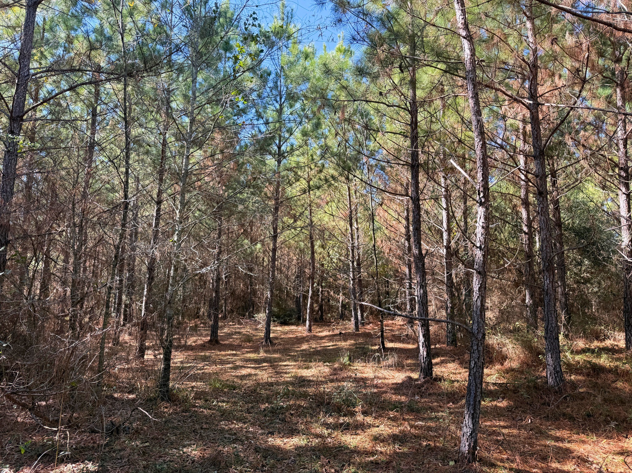 1 Kittrell Road Oakhurst, TX 77359 - Photo 4 of 11