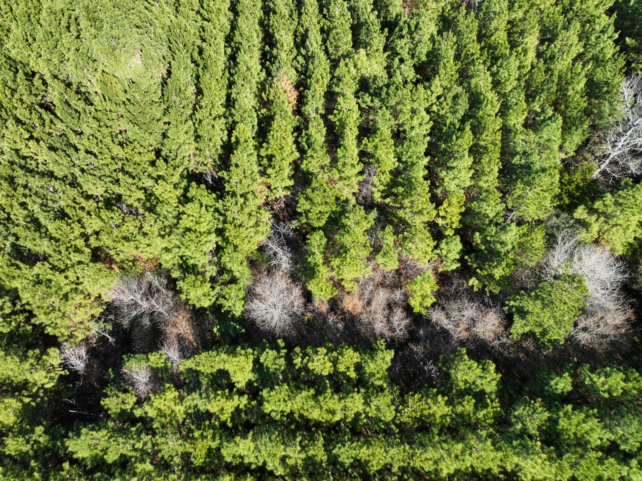 1 Kittrell Road Oakhurst, TX 77359 - Photo 9 of 11