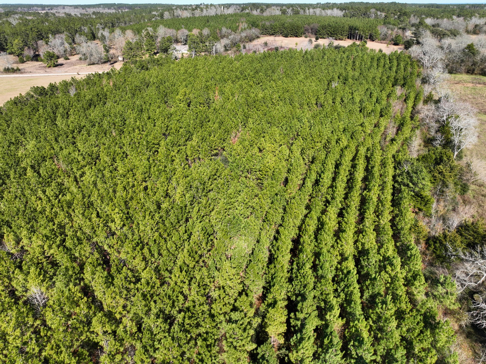 1 Kittrell Road Oakhurst, TX 77359 - Photo 10 of 11