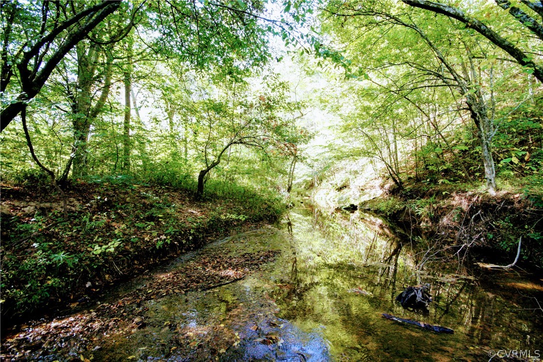 a view of a garden with plants and large trees