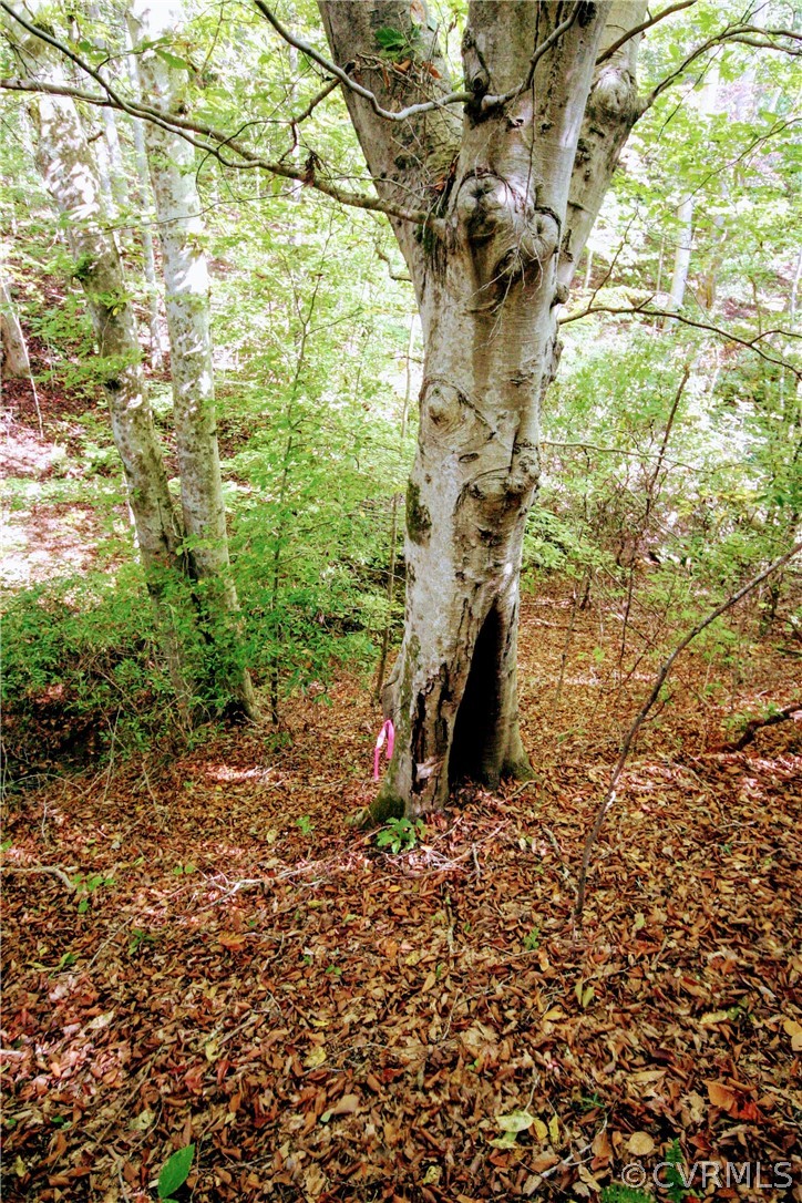 0 Glover Hill Road Buckingham, VA 23921 - Photo 17 of 44 a close up of a plant in a garden