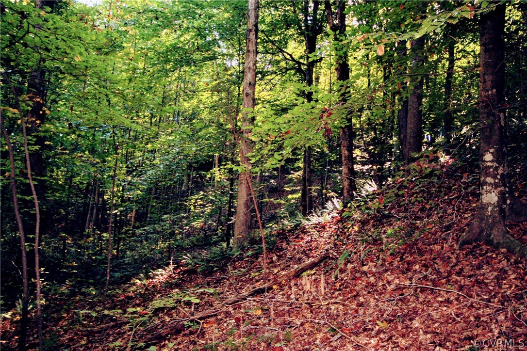 0 Glover Hill Road Buckingham, VA 23921 - Photo 19 of 44 a view of a tree