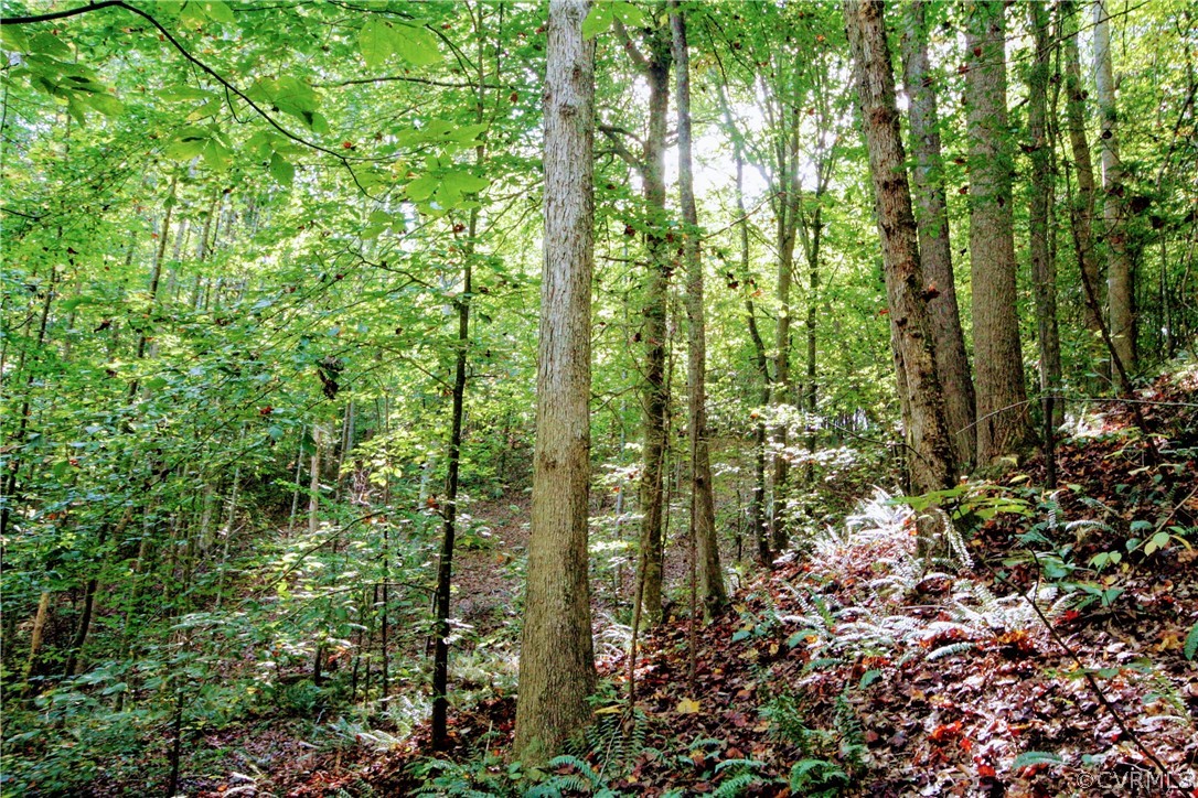 0 Glover Hill Road Buckingham, VA 23921 - Photo 20 of 44 a view of forest