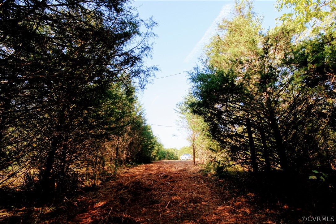 0 Glover Hill Road Buckingham, VA 23921 - Photo 3 of 44 a picture of tree