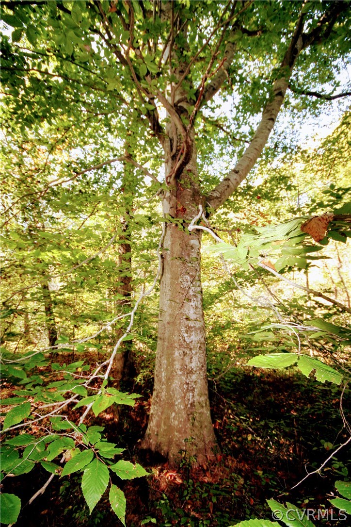 0 Glover Hill Road Buckingham, VA 23921 - Photo 34 of 44