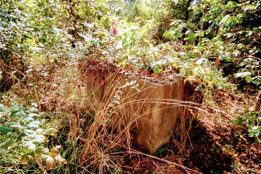 0 Glover Hill Road Buckingham, VA 23921 - Photo 41 of 44 a close up of a plant