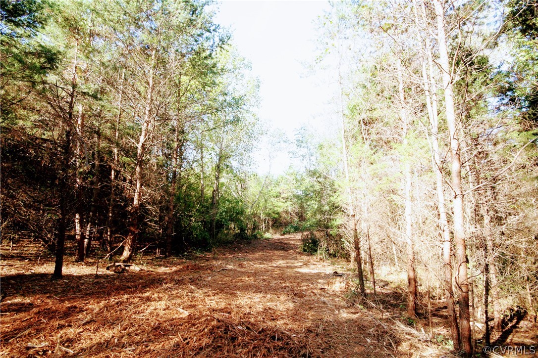0 Glover Hill Road Buckingham, VA 23921 - Photo 6 of 44 a view of a yard with a tree