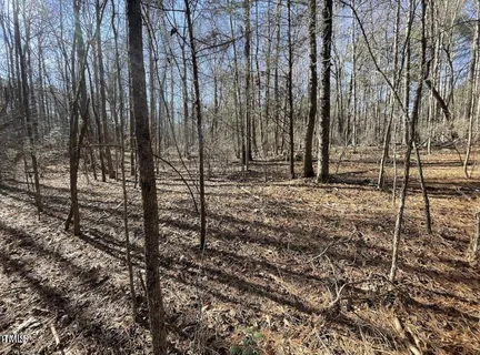 a view of a yard with large trees