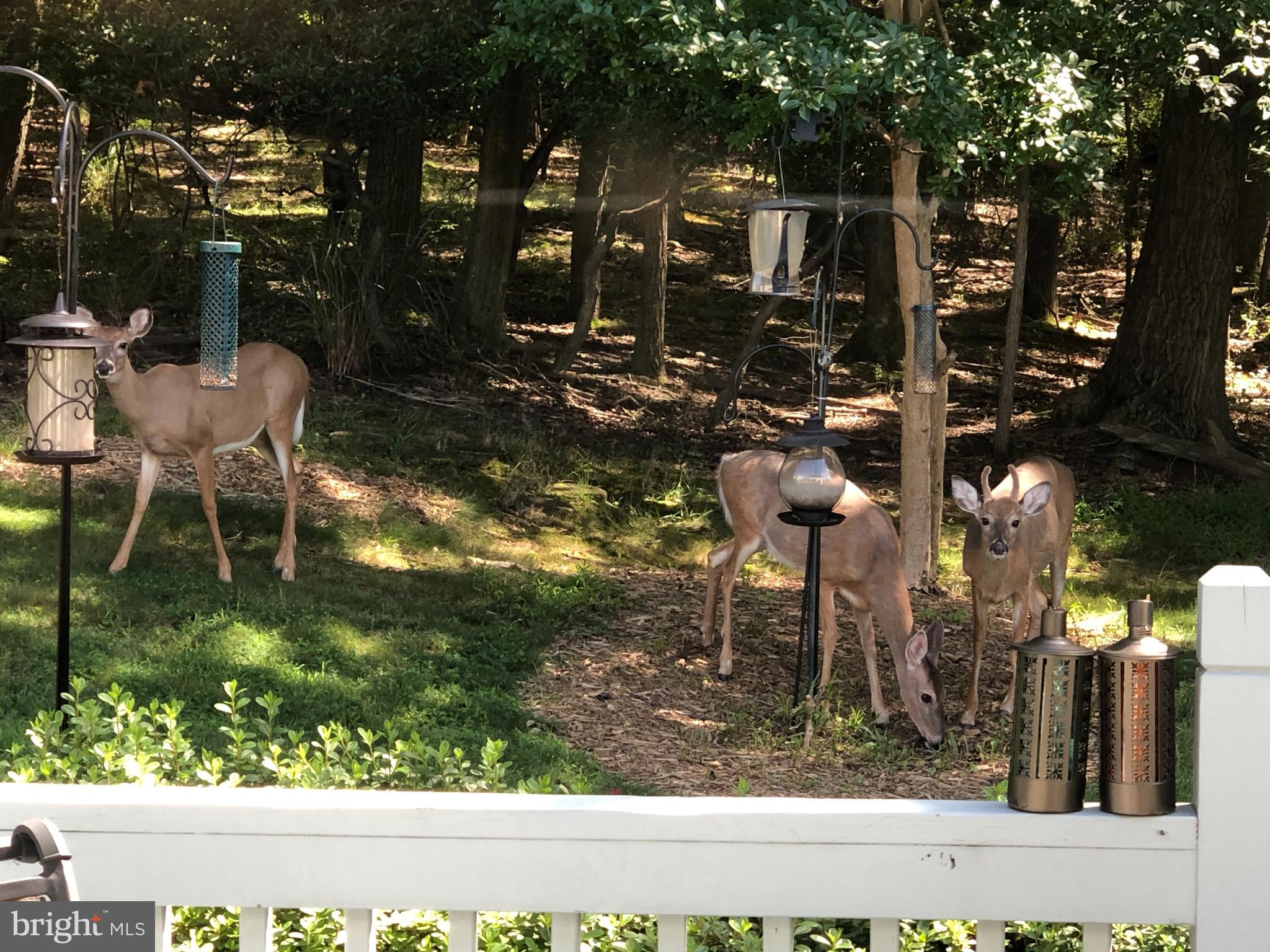 3123 Laurel View Drive Abingdon, MD 21009 - Photo 40 of 135