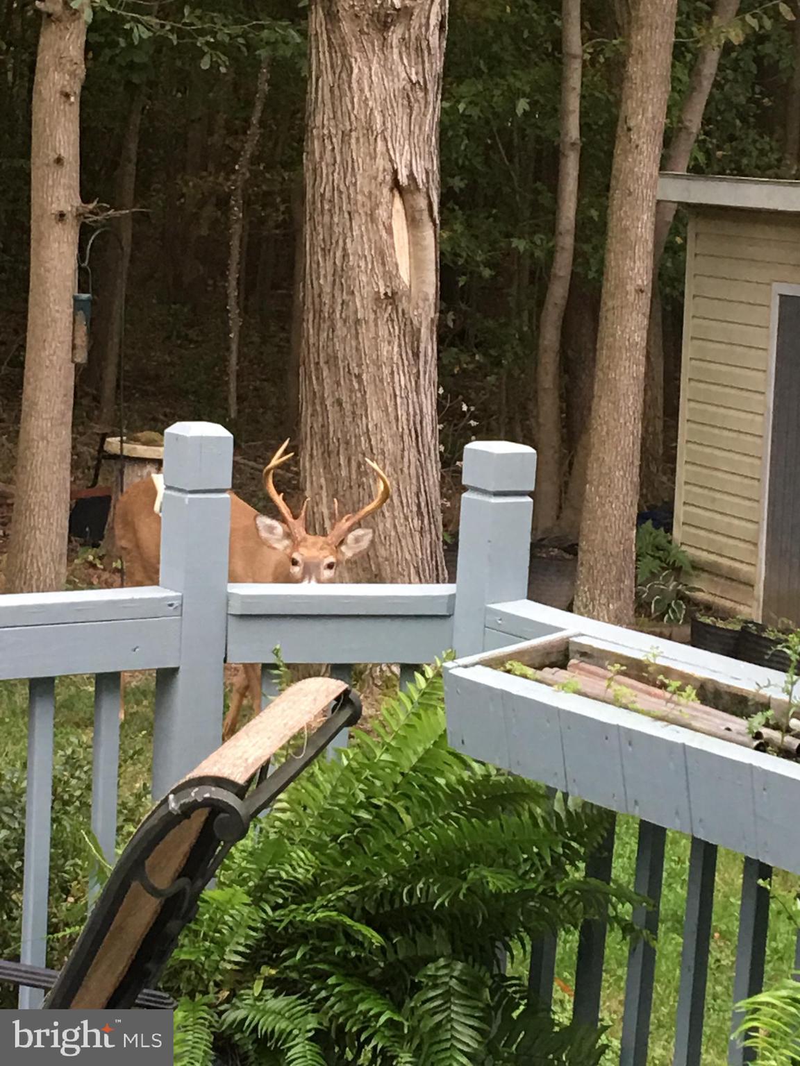 3123 Laurel View Drive Abingdon, MD 21009 - Photo 41 of 135