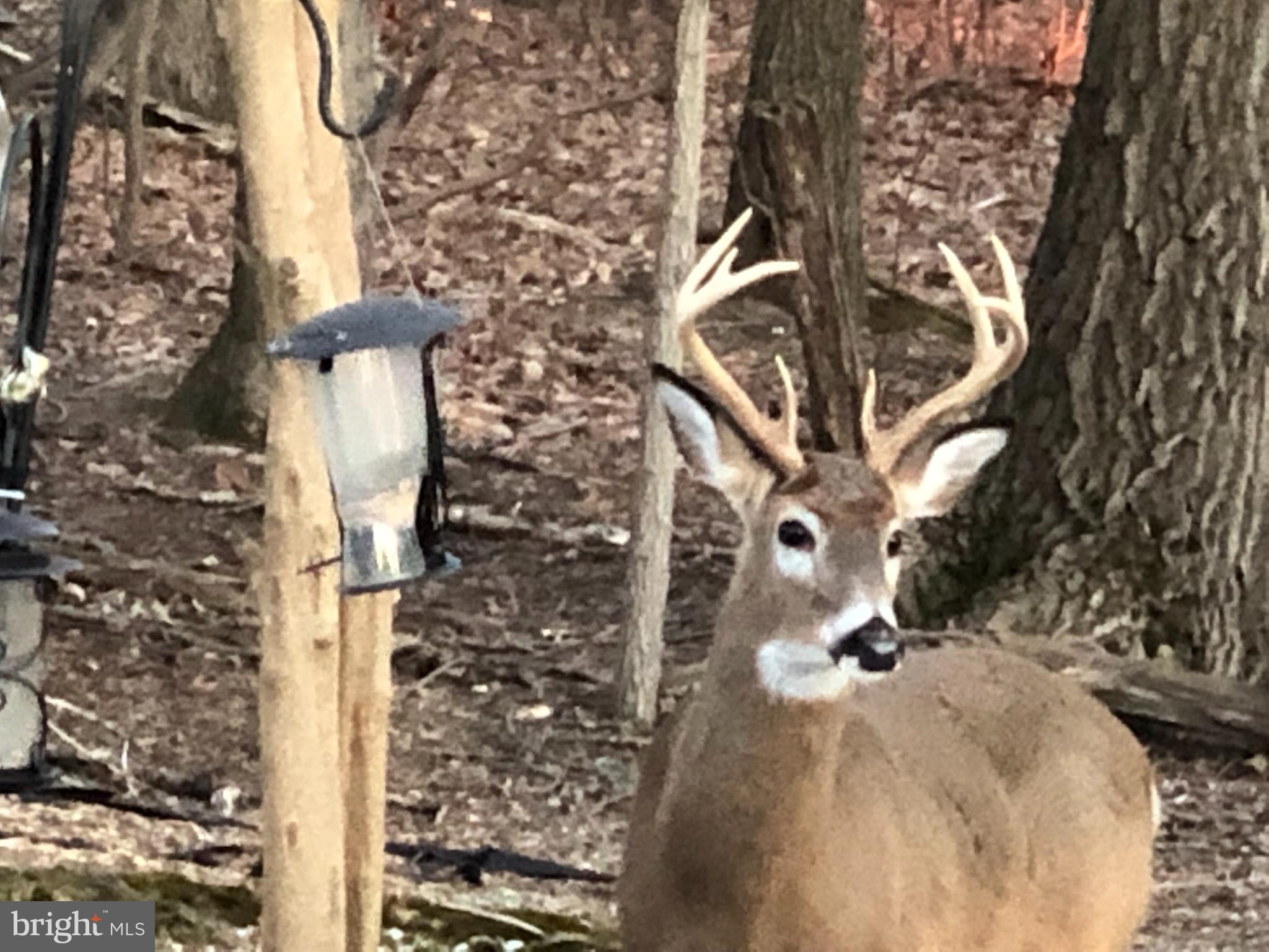 3123 Laurel View Drive Abingdon, MD 21009 - Photo 42 of 135