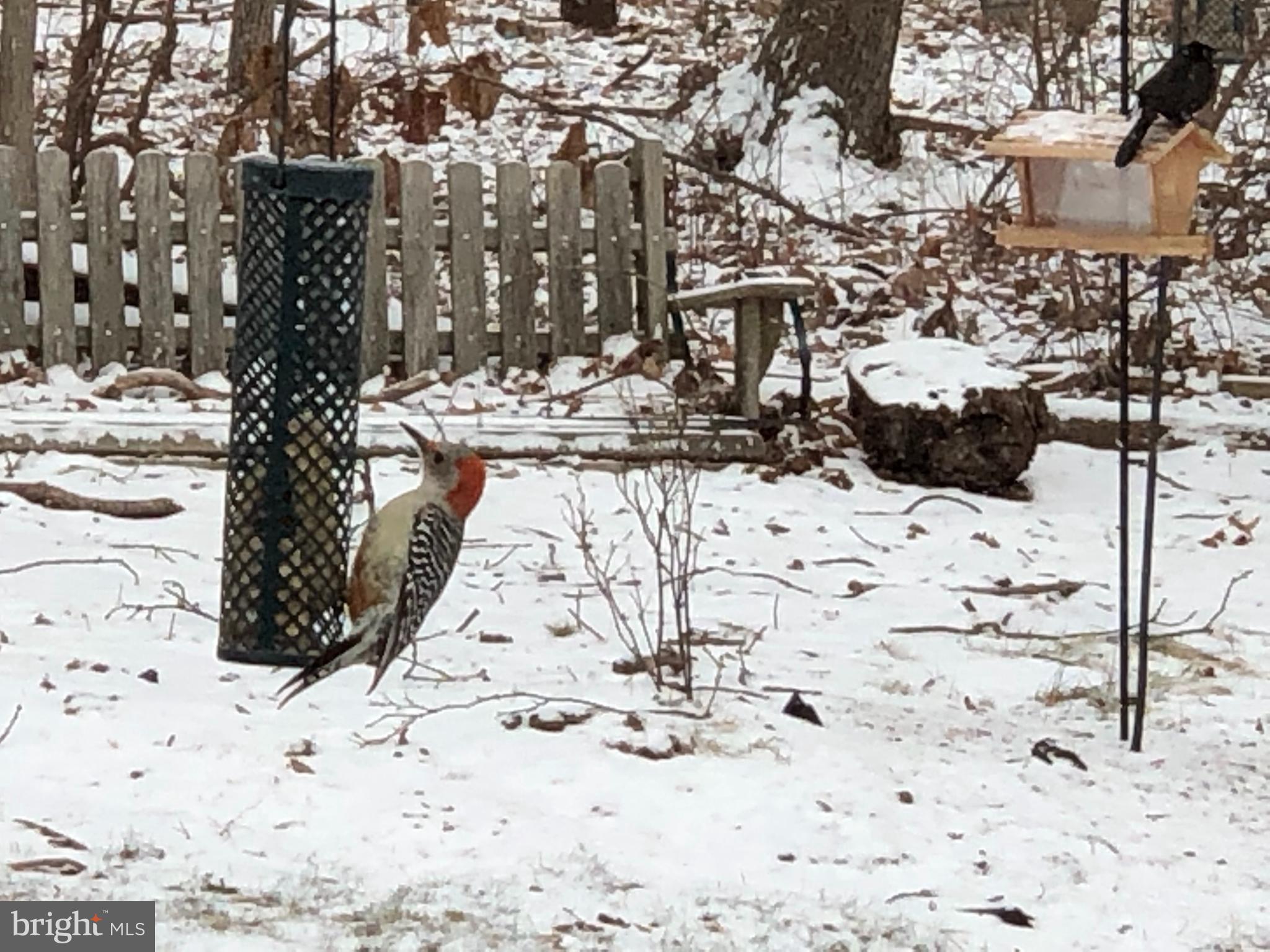 3123 Laurel View Drive Abingdon, MD 21009 - Photo 46 of 135 a view of roof yard covered with snow