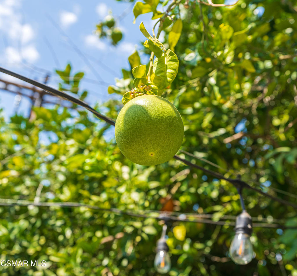 1917 Fitzgerald Road Simi Valley, CA 93065 - Photo 21 of 55 a view of a tree with yard in front of it