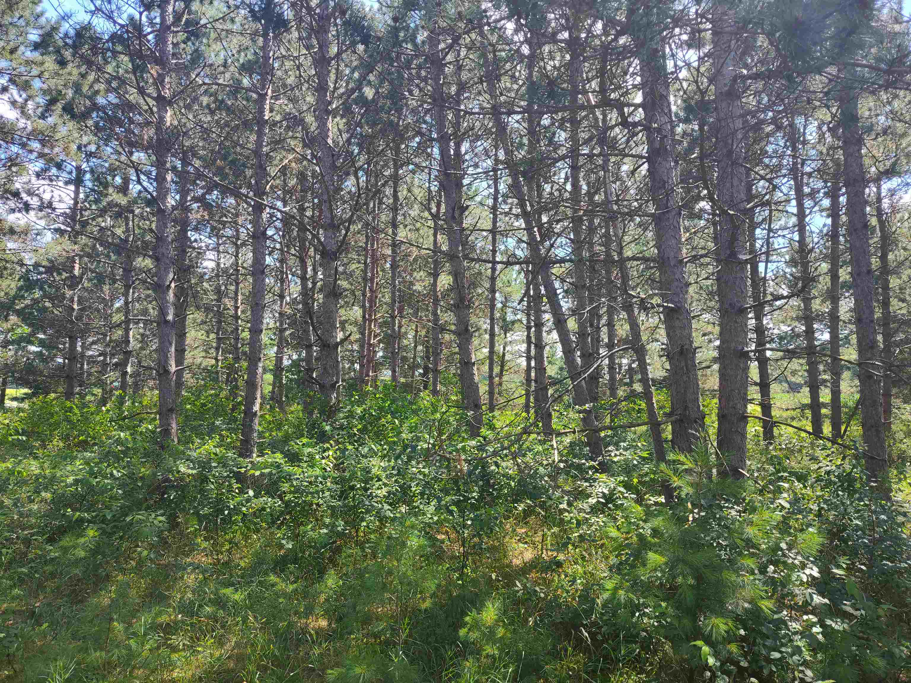 Lot 113 Beaver Arkdale, WI 54613 - Photo 14 of 27