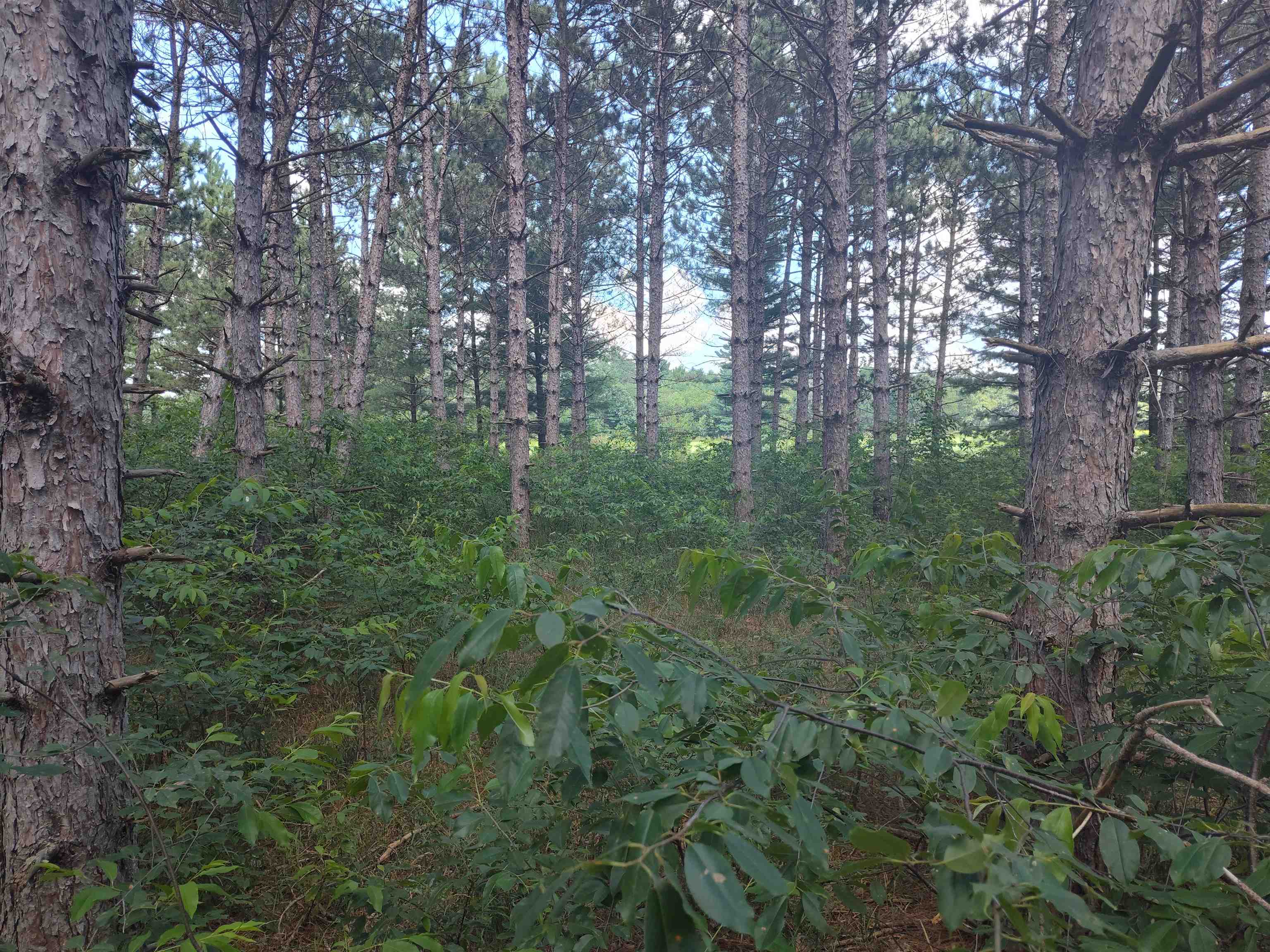 Lot 113 Beaver Arkdale, WI 54613 - Photo 23 of 27