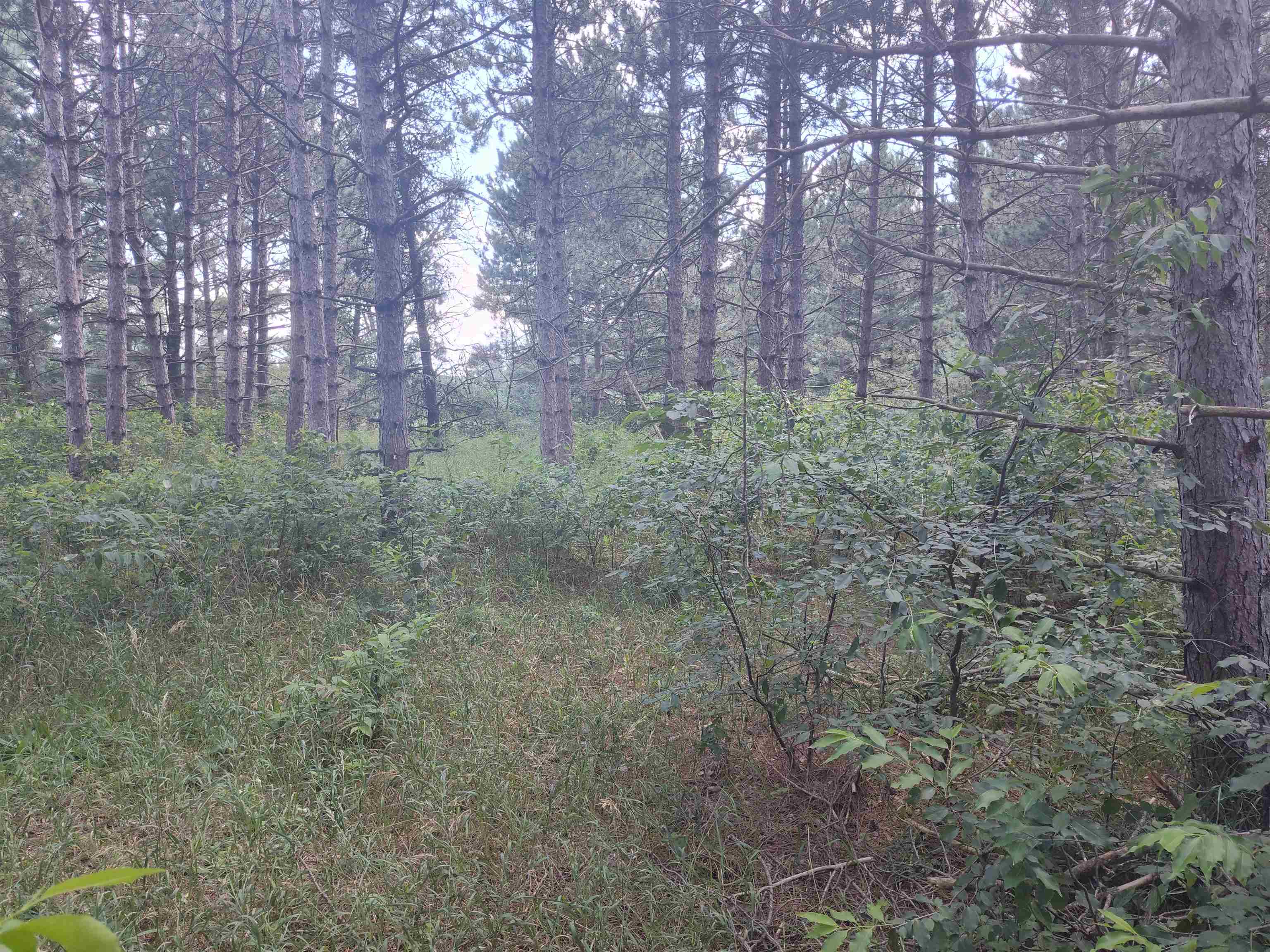 Lot 113 Beaver Arkdale, WI 54613 - Photo 24 of 27