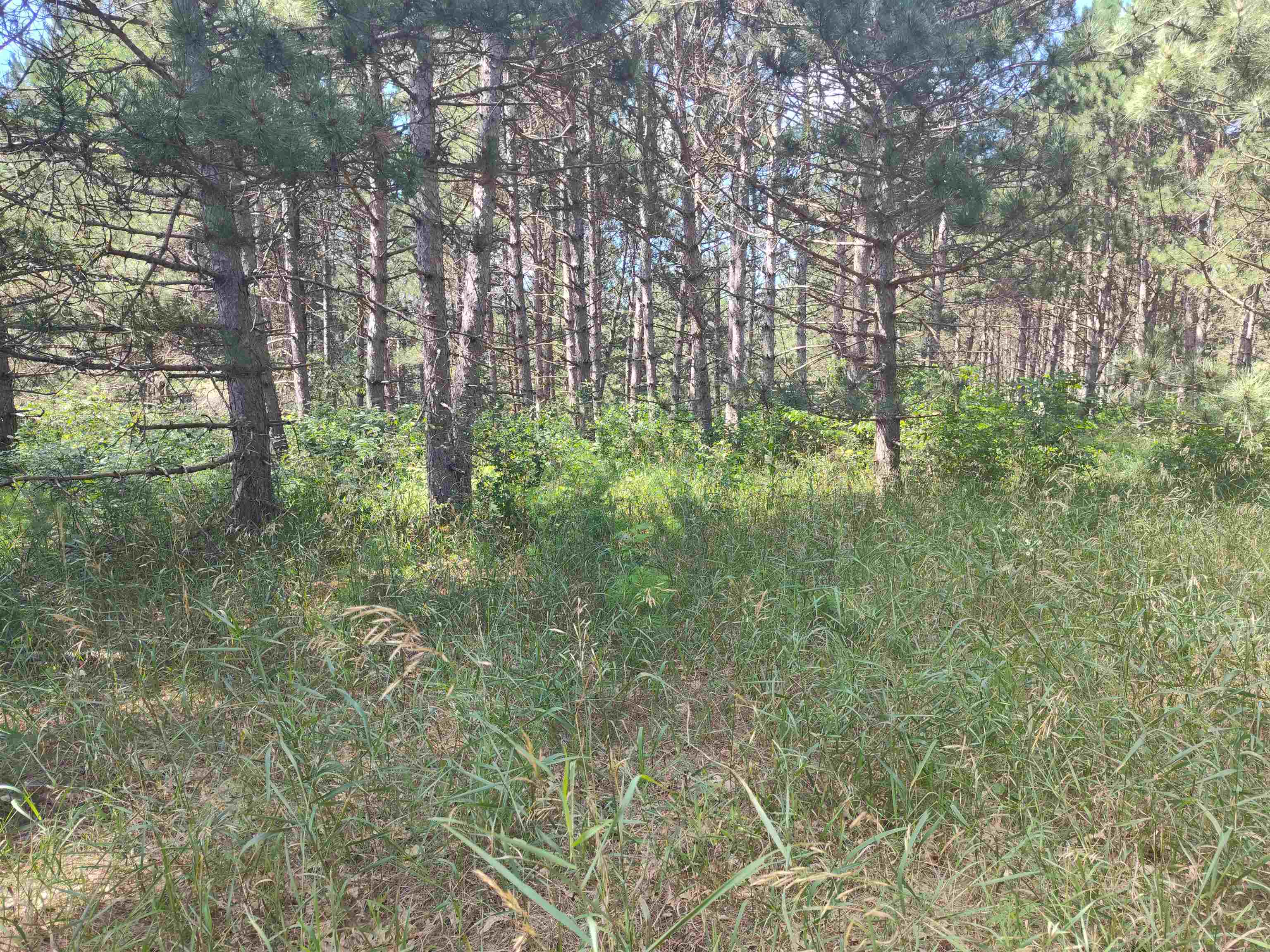 Lot 113 Beaver Arkdale, WI 54613 - Photo 27 of 27