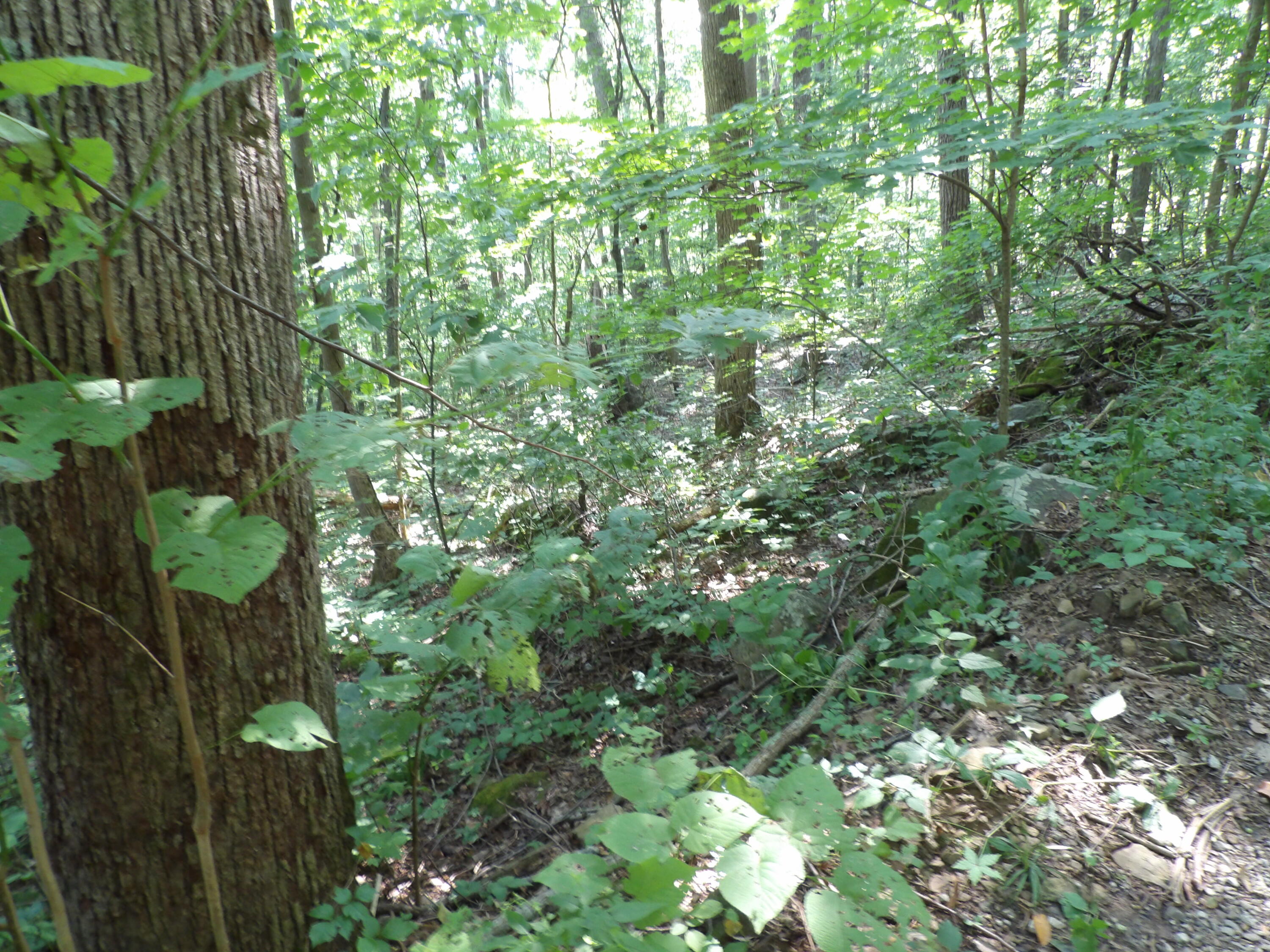 33 Stone Rdg Road, Unit 33 Pikeville, TN 37367 - Photo 4 of 24 100_5754