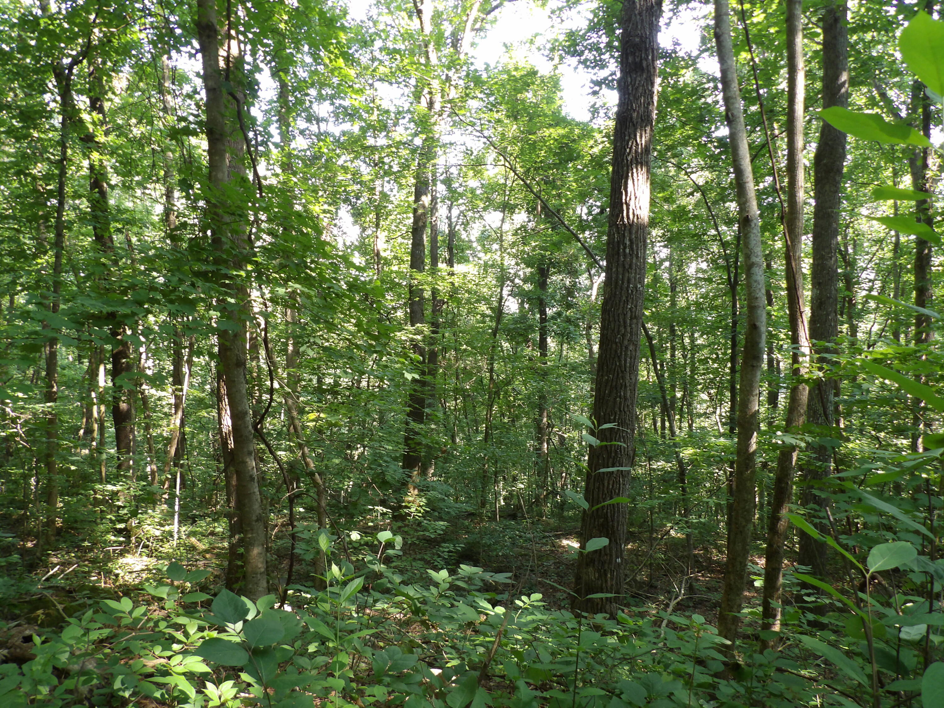 33 Stone Rdg Road, Unit 33 Pikeville, TN 37367 - Photo 8 of 24 100_5760