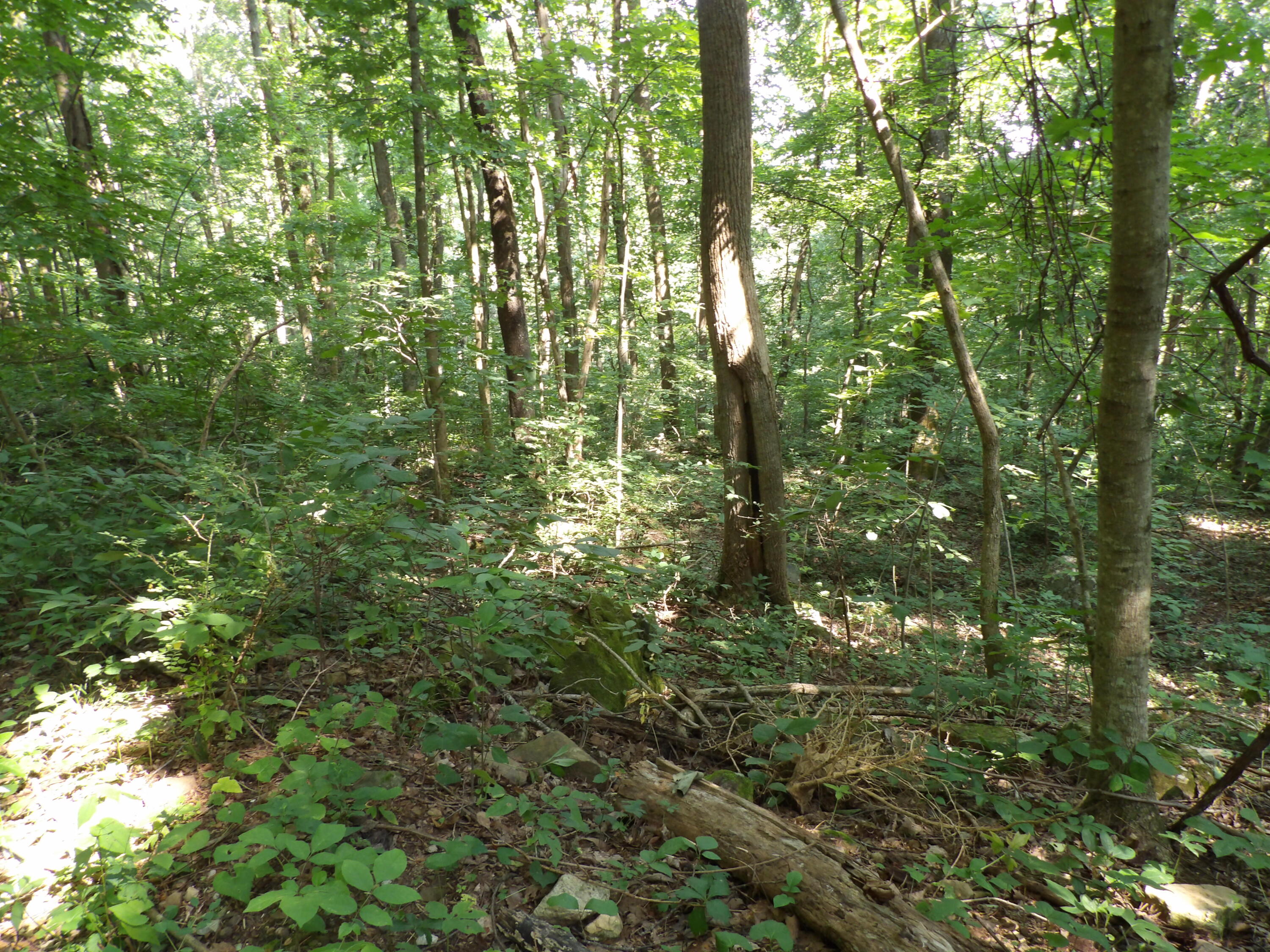 33 Stone Rdg Road, Unit 33 Pikeville, TN 37367 - Photo 9 of 24 100_5761