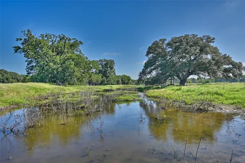 a view of park with large trees