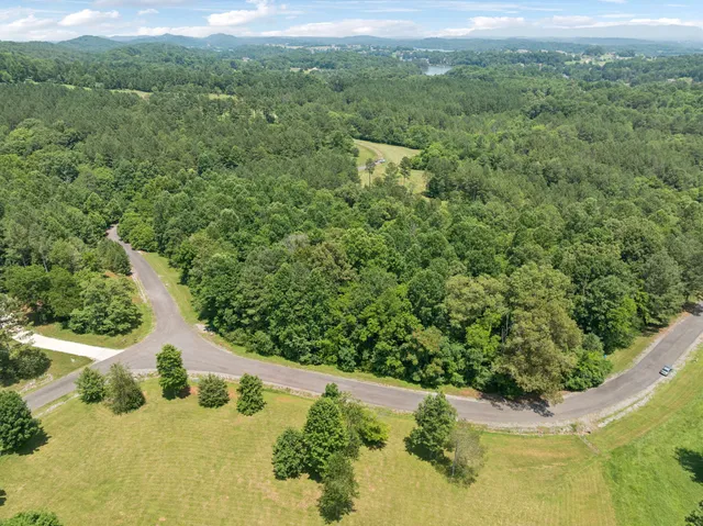 a view of a forest with a street