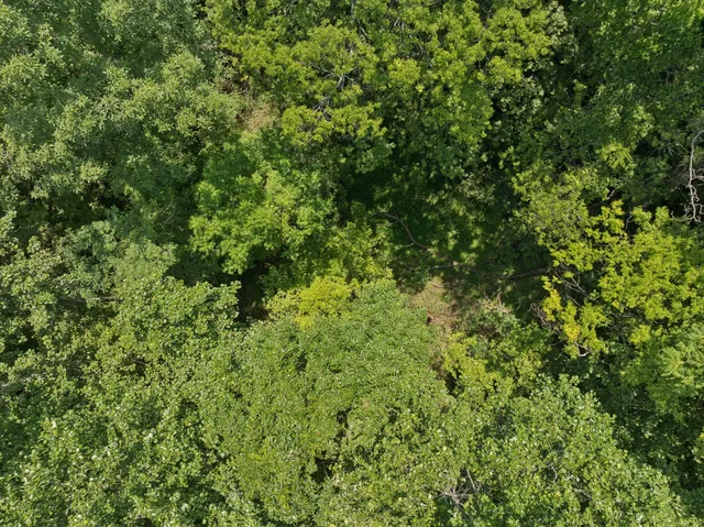 a view of a lush green forest