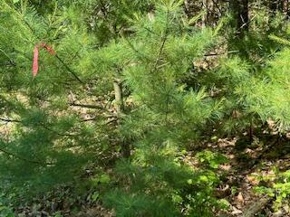 Lot #7 Bonnie Way Winterport, ME 04496 - Photo 8 of 48 pic 4