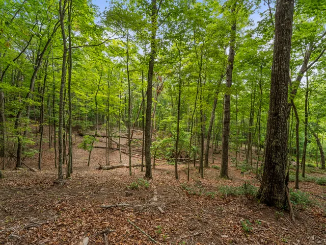 a view of outdoor space with lots of trees
