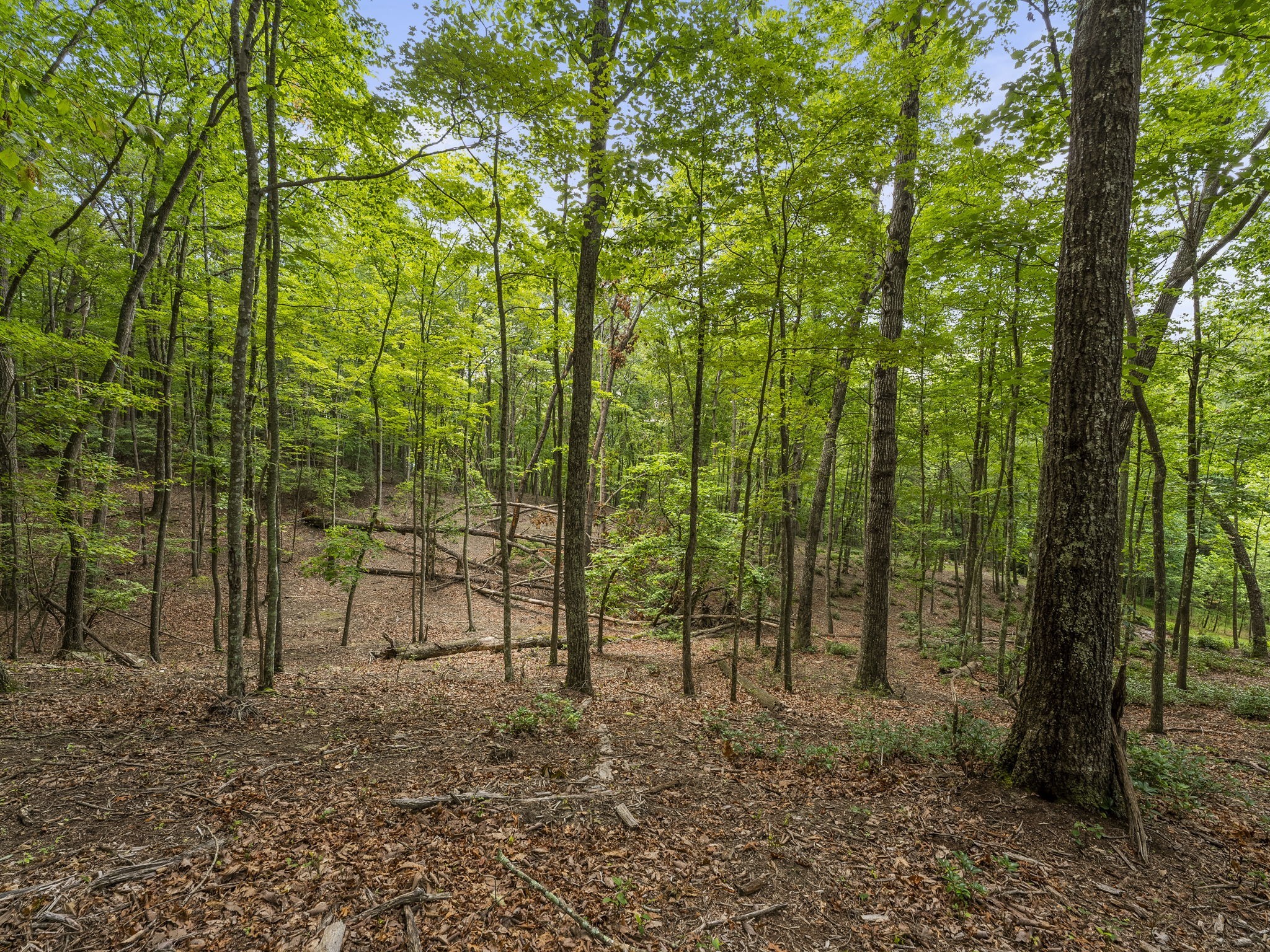 0 Eagle Rock Road Monteagle, TN 37356 - Photo 15 of 26