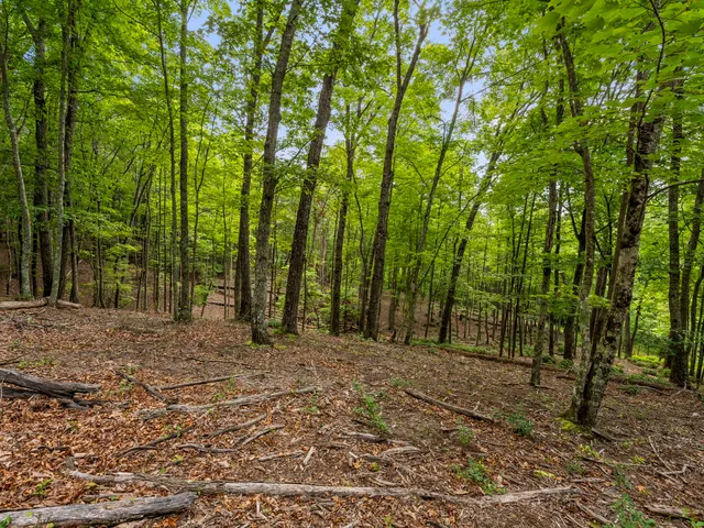 a view of outdoor space with trees