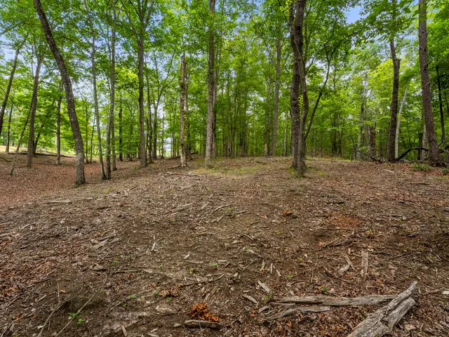 a view of a yard with trees in the background