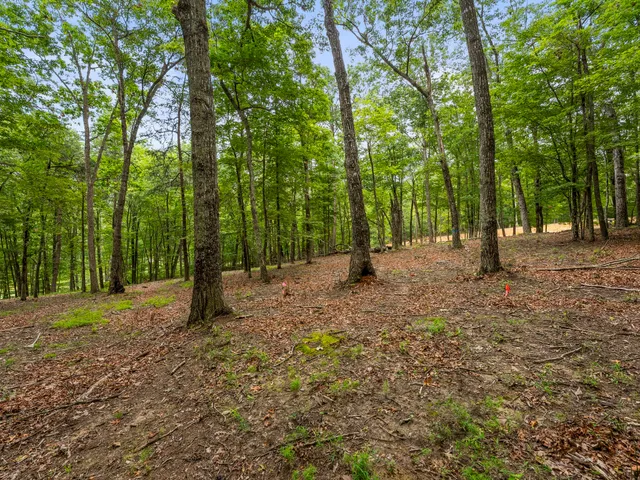a view of a tree in a park
