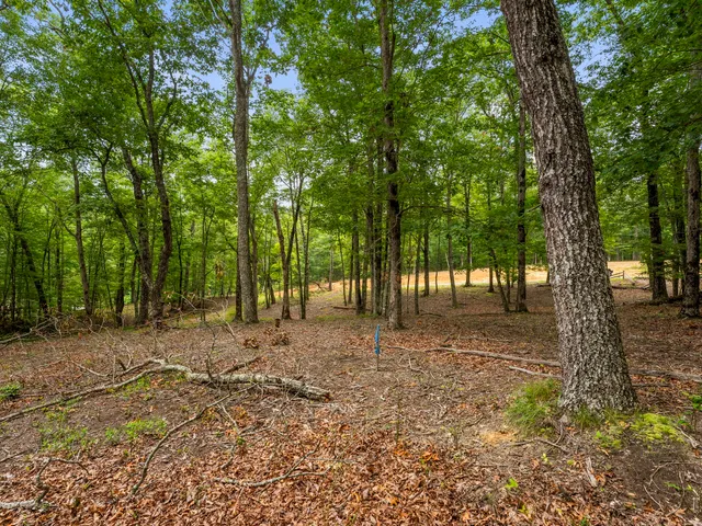 a view of backyard with trees