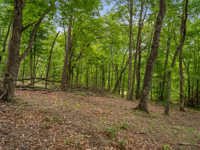 a view of outdoor space with trees all around