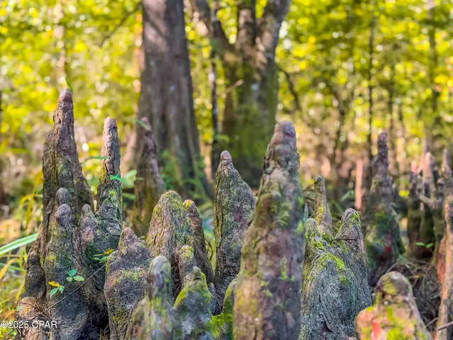 $450,000 | 16540 Northwest County Road 379, Bristol, FL 32321