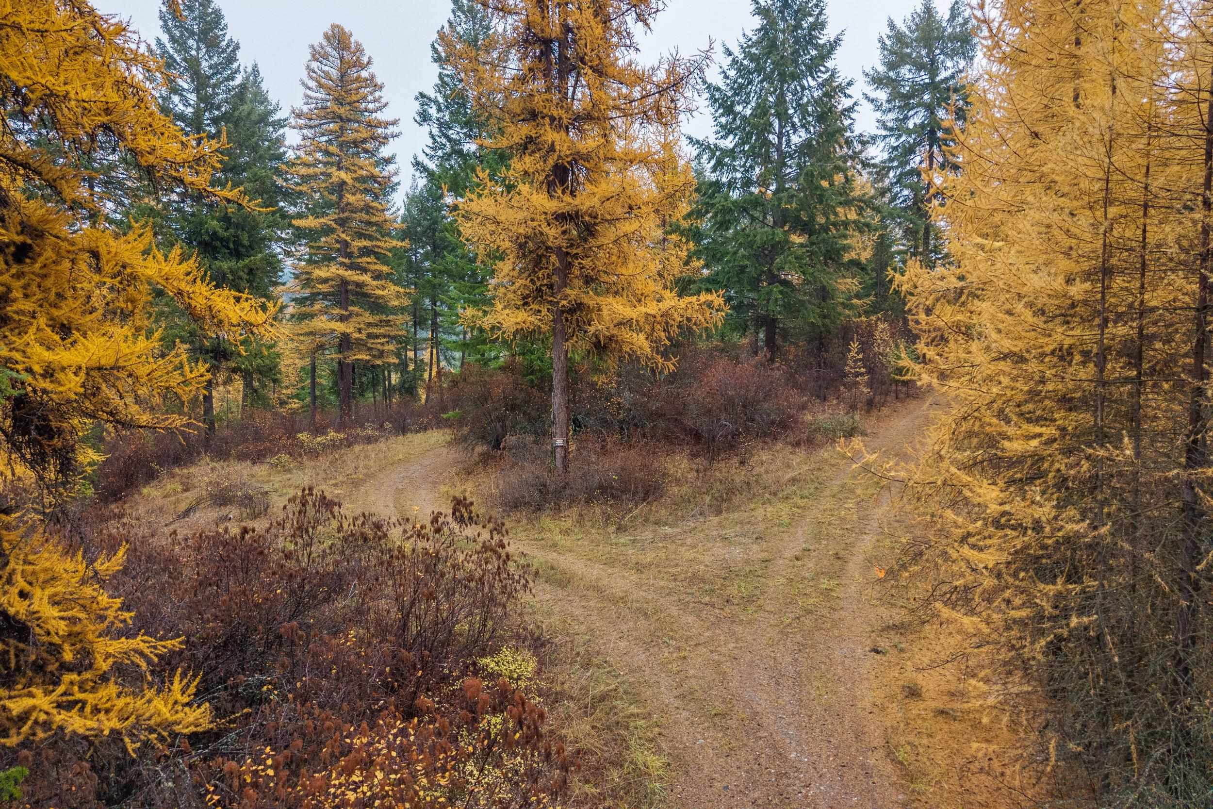 700 L Dry Gulch Road Colville, WA 99114 - Photo 3 of 9