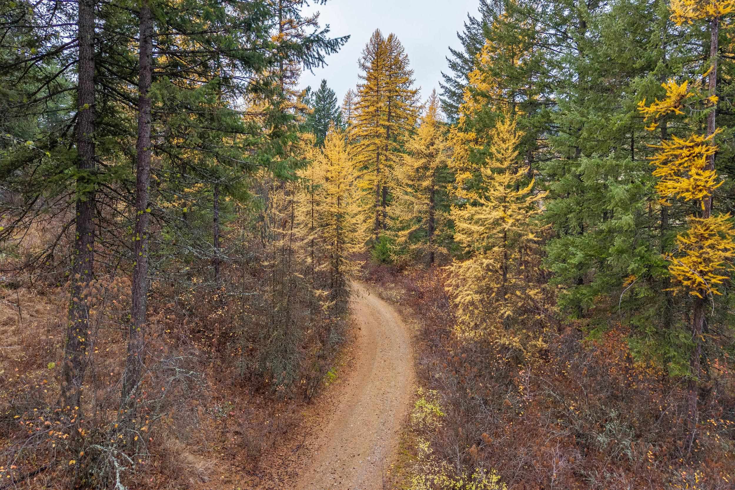 700 L Dry Gulch Road Colville, WA 99114 - Photo 5 of 9