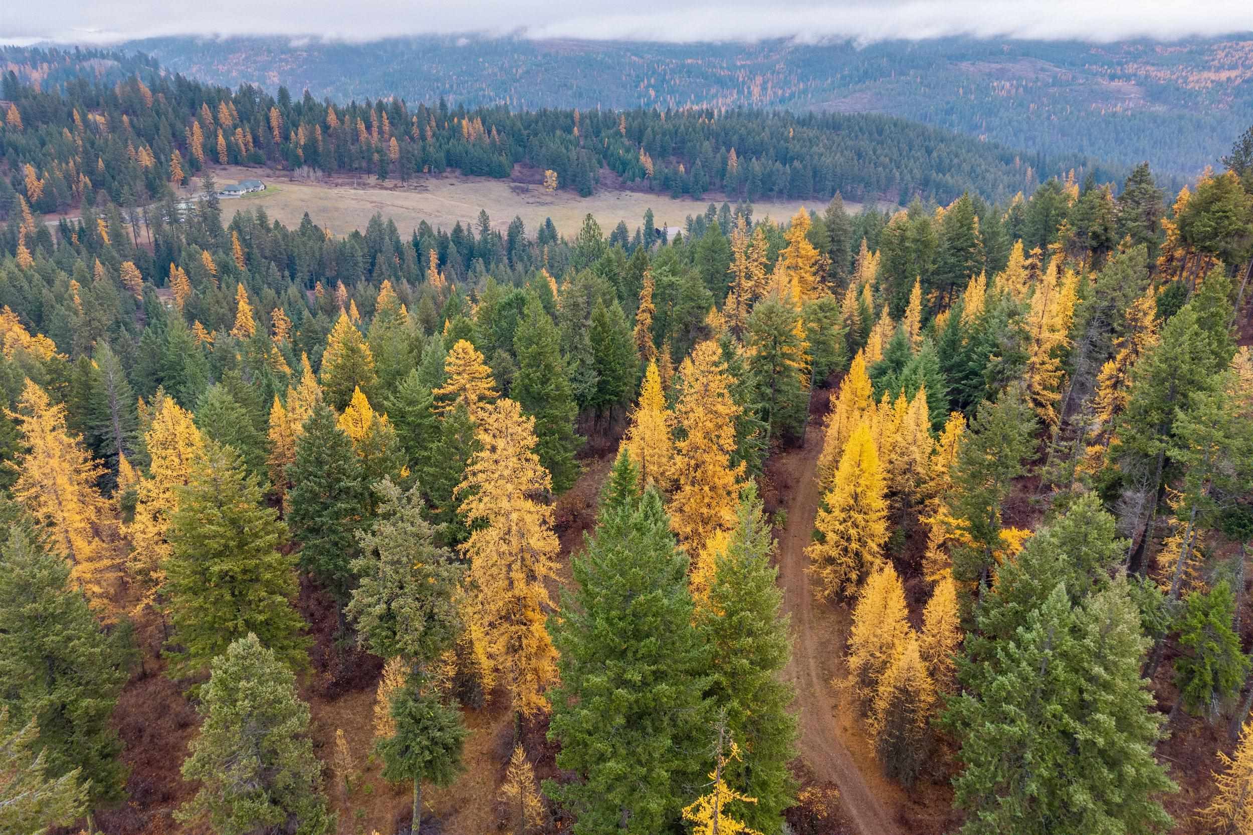 700 L Dry Gulch Road Colville, WA 99114 - Photo 6 of 9