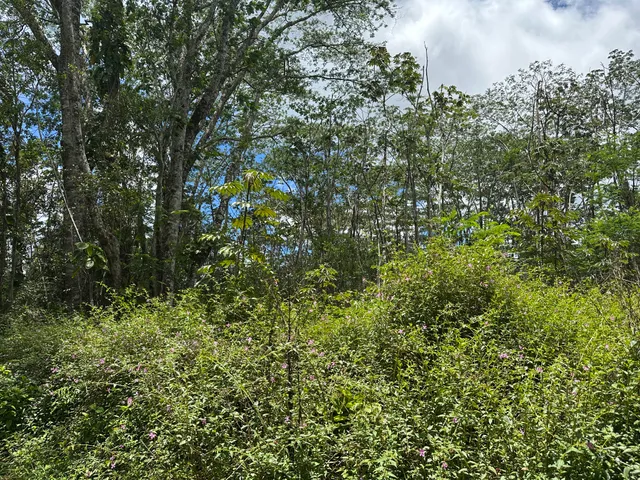 a view of a lush green forest