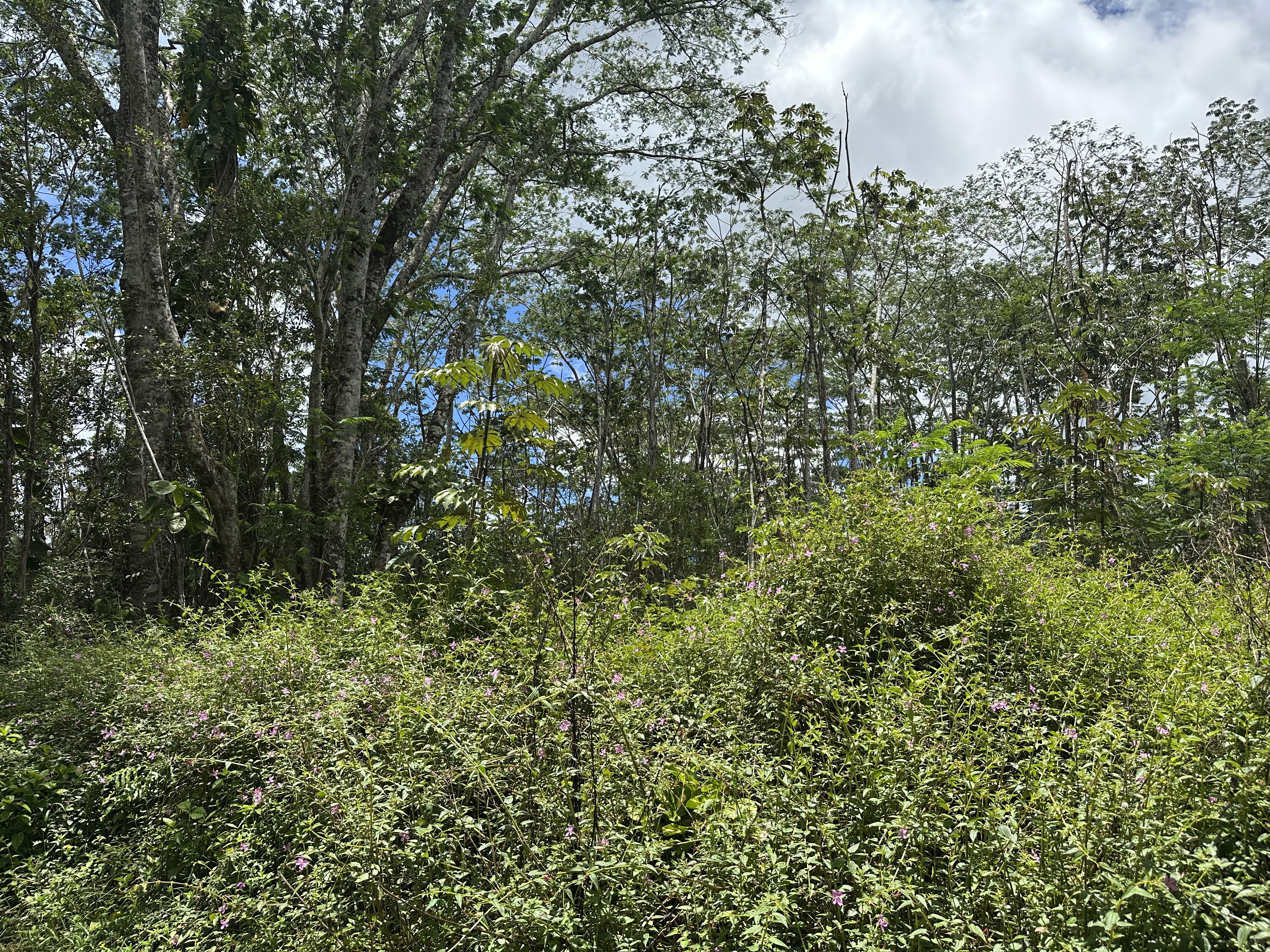 a view of a lush green forest