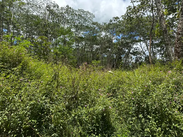 a view of a lush green forest