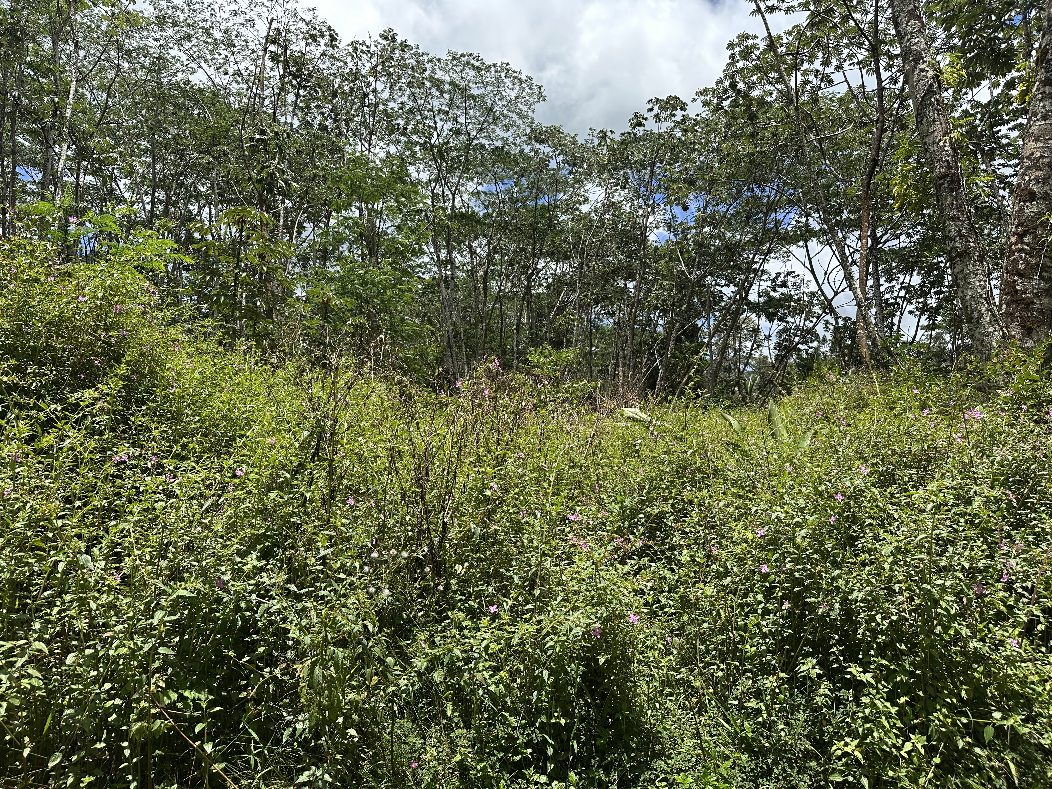 143 Plumeria Road Pahoa, HI 96778 - Photo 4 of 7 a view of a lush green forest