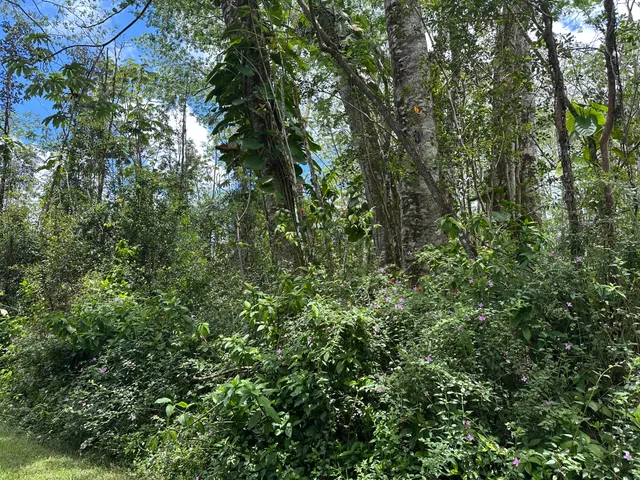 a view of a lush green forest