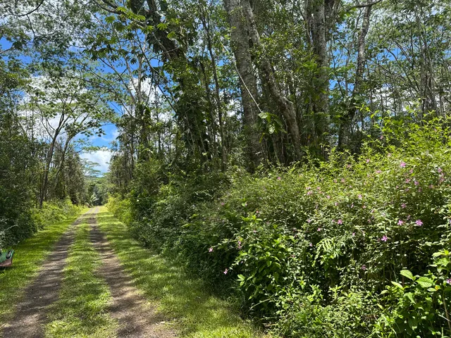 a view of a trees in a yard