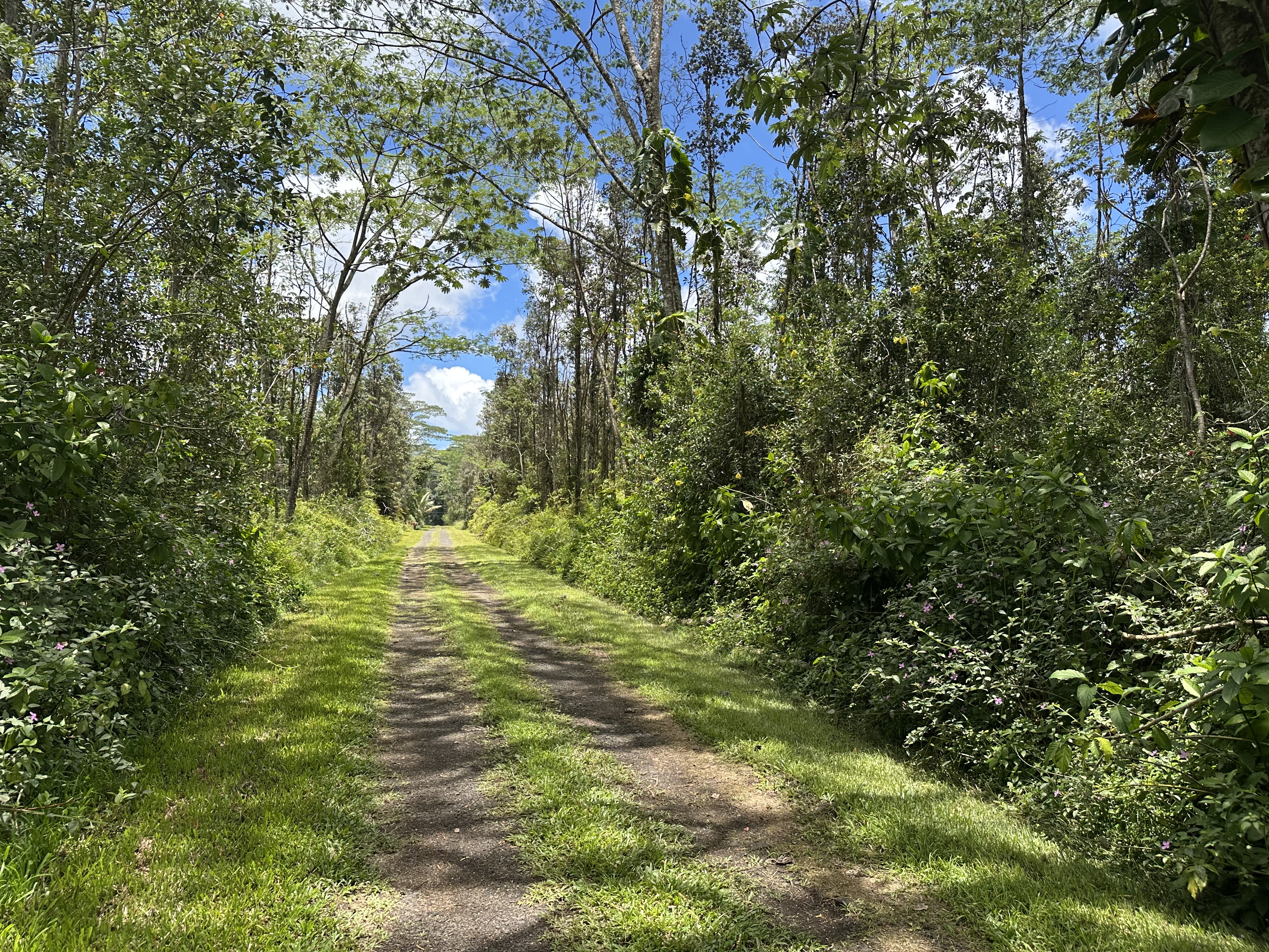143 Plumeria Road Pahoa, HI 96778 - Photo 7 of 7 a view of yard with green space