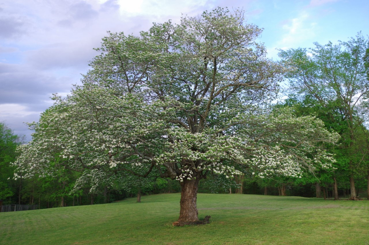 4306 Kedron Road Spring Hill, TN 37174 - Photo 32 of 35 a view of a park with large trees