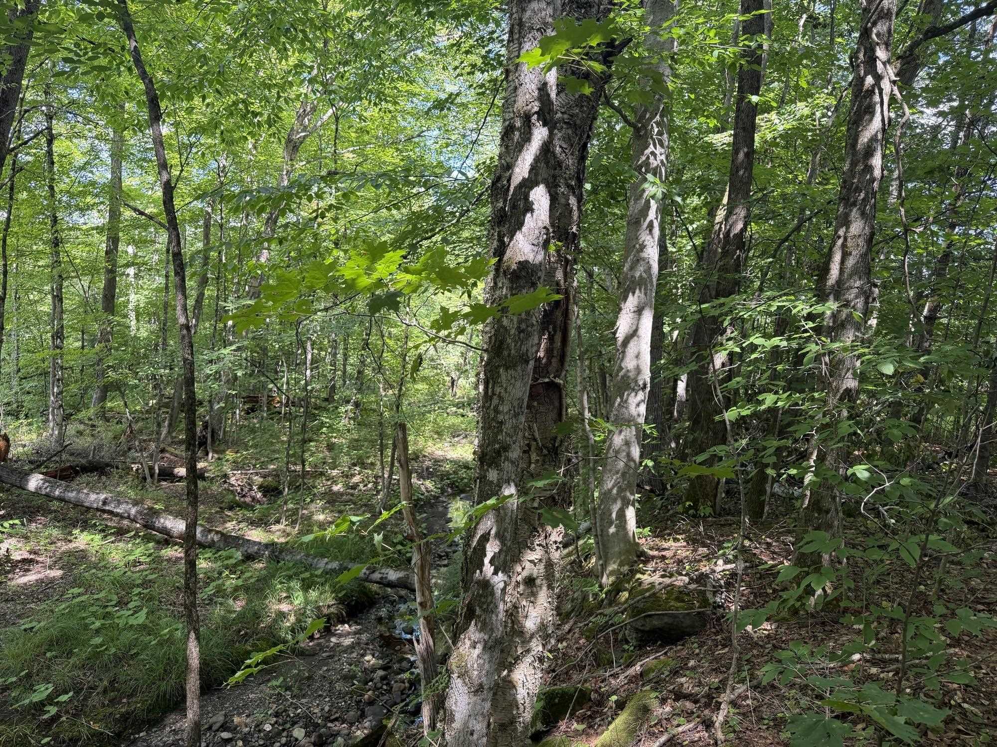 0 Route 242 Road Jay, VT 05859 - Photo 6 of 20 Gallery Image 6