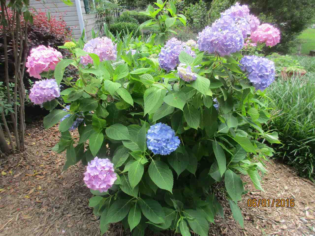 518 Latta Road Durham, NC 27712 - Photo 25 of 25 One of many Flowering Plants and Shrubs