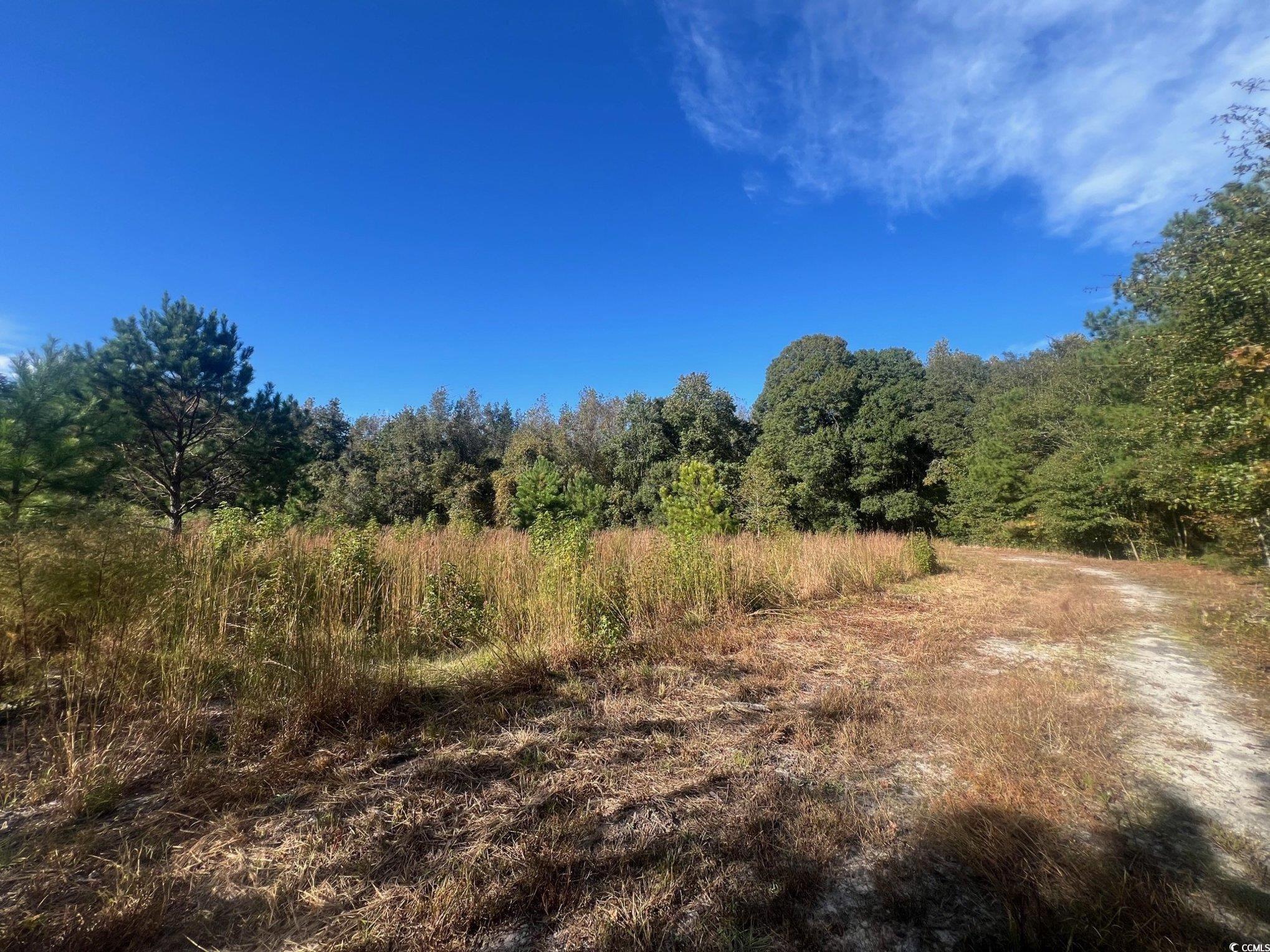 Tbd Sand Plant Road Nichols, SC 29581 - Photo 15 of 39